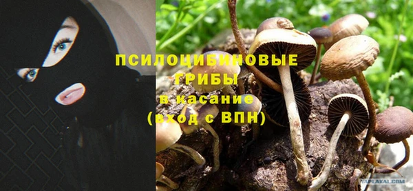 прущие грибы Пестово